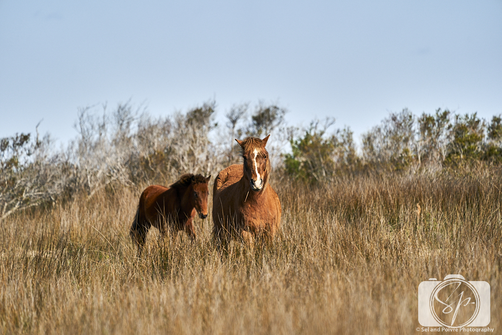 Shackleford Banks wild horses Cape Lookout National Seashore