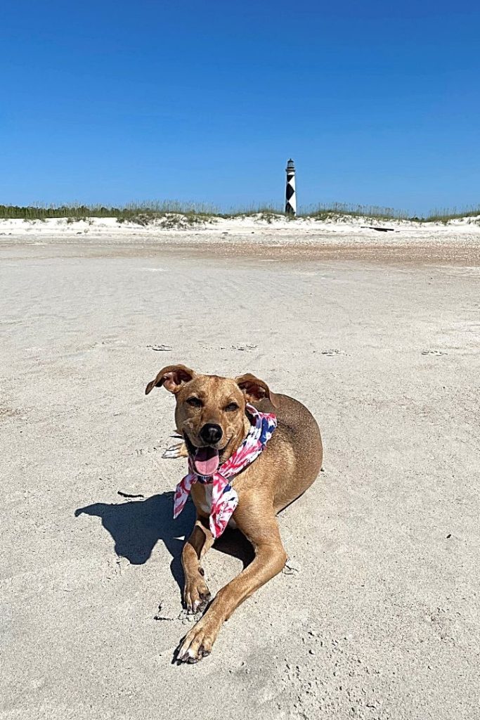 cape lookout lighthouse from the ocean-side and dog NC North Carolina
