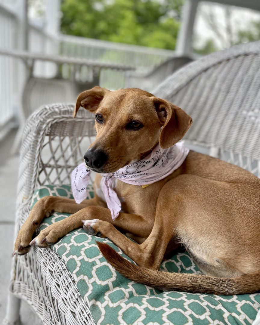 Harbour Suites Hotel covered porch Beaufort NC dog friendly