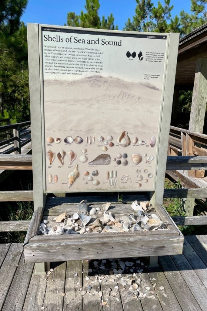 Types of seashells at cape lookout NC North Carolina shell hunting